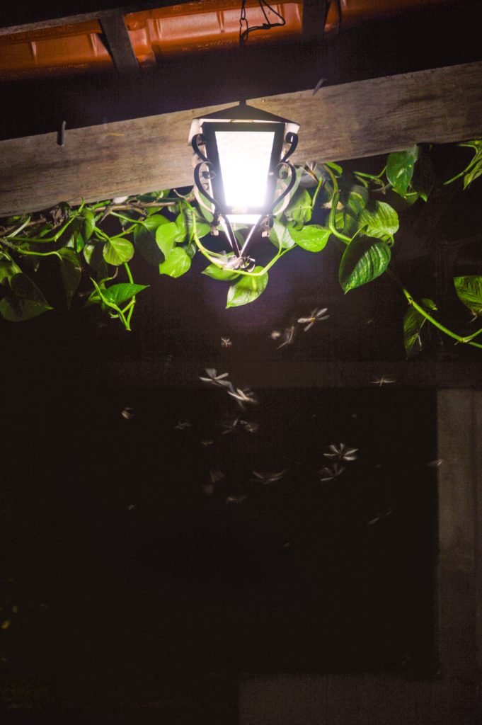 Bugs and mosquitos flying around a light bulb